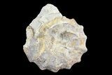 Cut/Polished Calycoceras Ammonite (Half) - Texas #93545-1